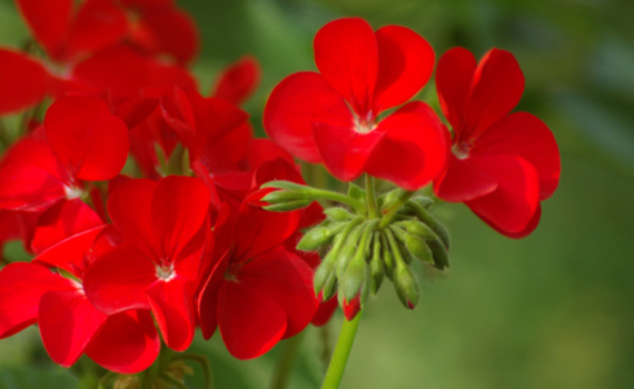 red-geraniums 570x350 px